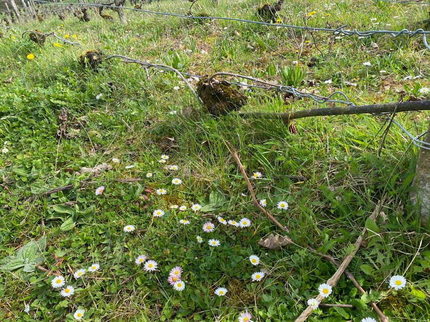 So niedrig waren die Weinstöcke in der Antike 