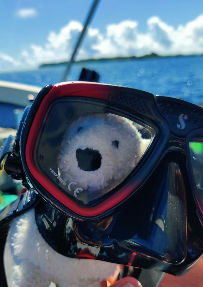 Travis the Buddy Bear about diving - Part 2