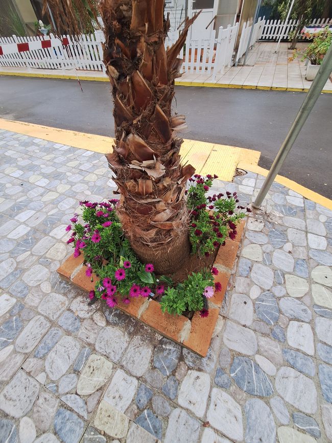Mittagsblumen blühen