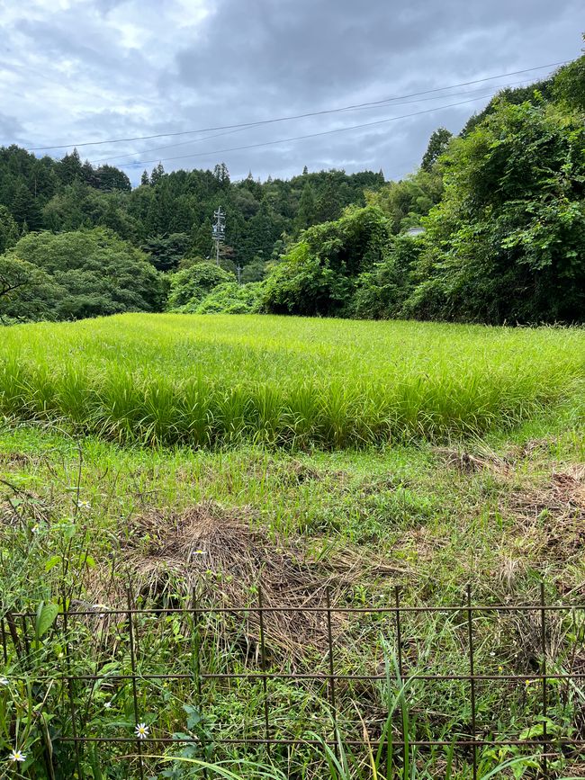 Magome to Tsumago (Hiking Trail)