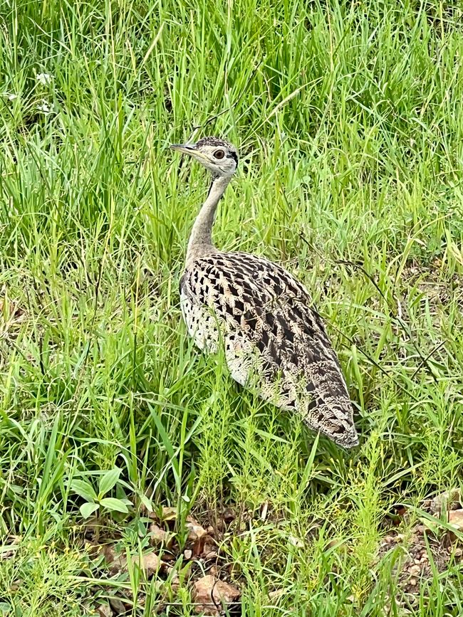 Luftballong över Masai Mara