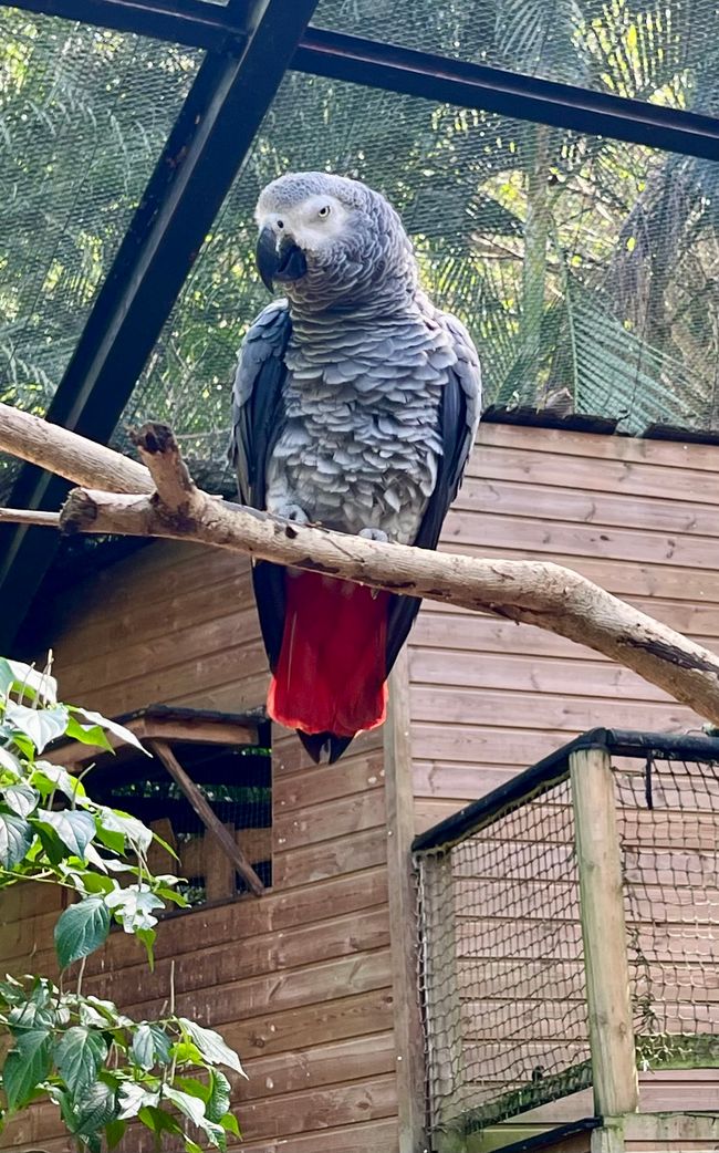 Tag 24 - Zoo von Martinique - Sainte-Marie mit Insel und Tombolo