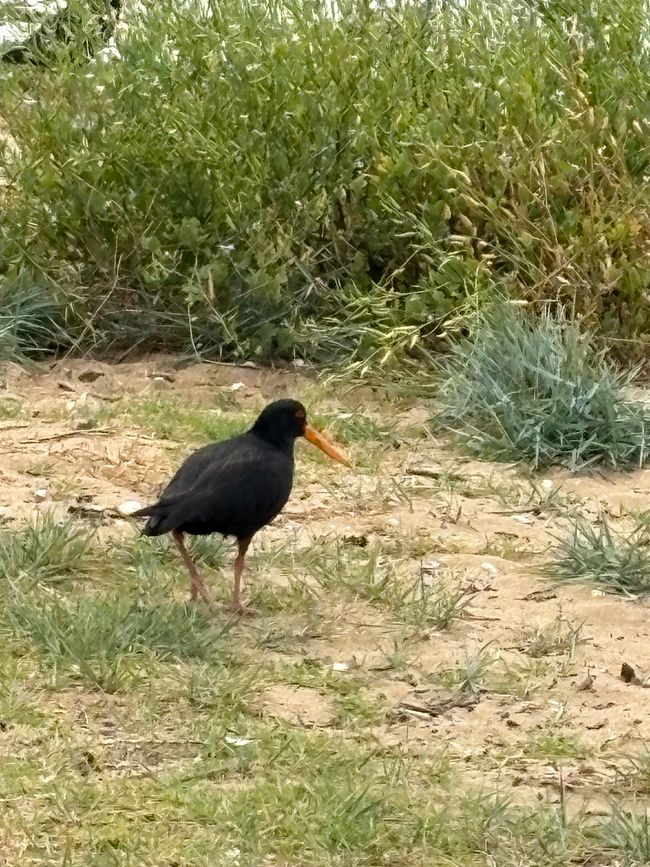 The most famous beach and the bleakest campsite in New Zealand - 90 Mile Beach