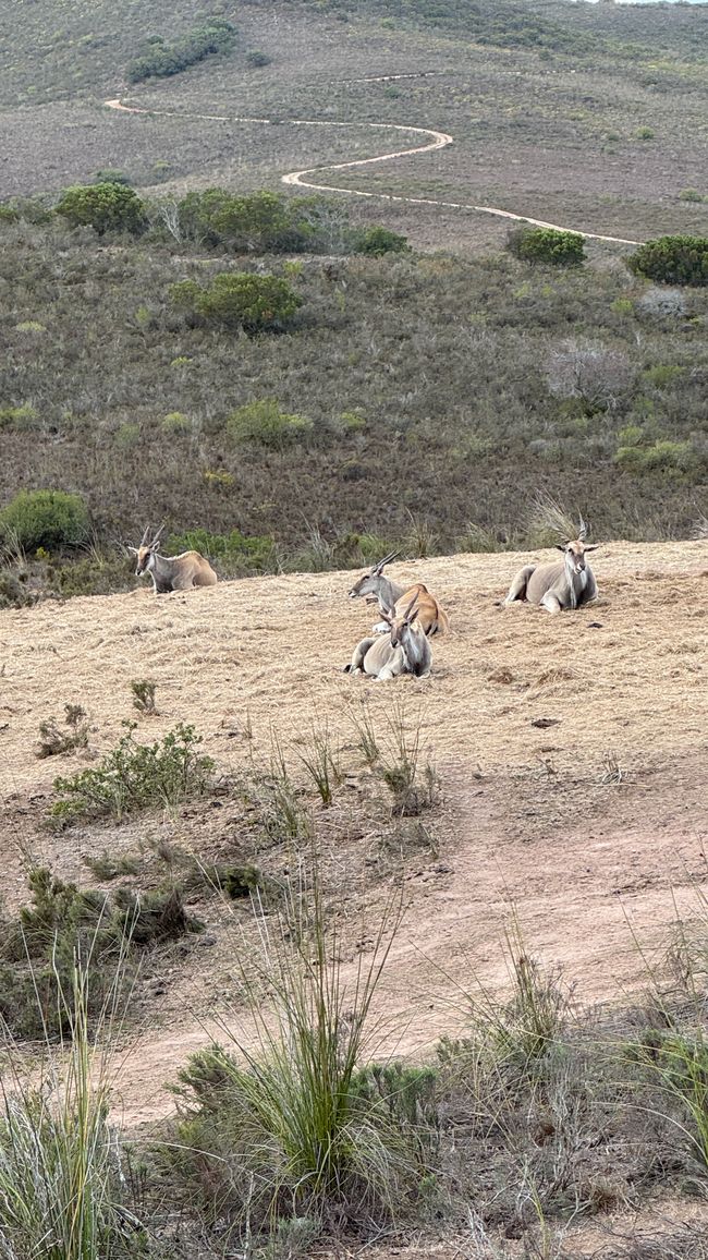 Hartenbos private Game Lodge