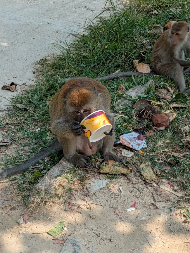 ein Affe lässt sich ein Eis schmecken
