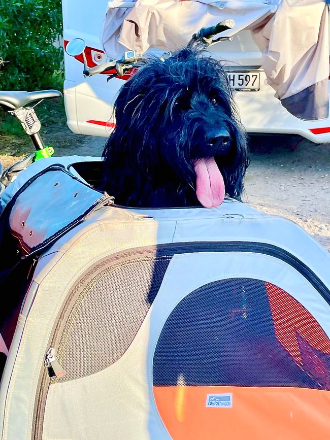 Traveling in a convertible: what a dog's life!