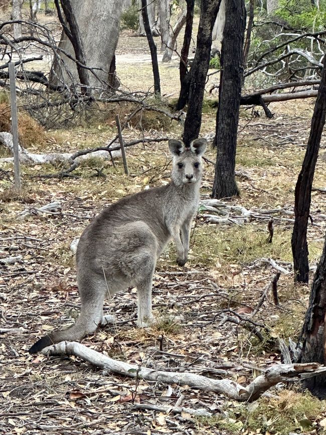 In search of wild kangaroos