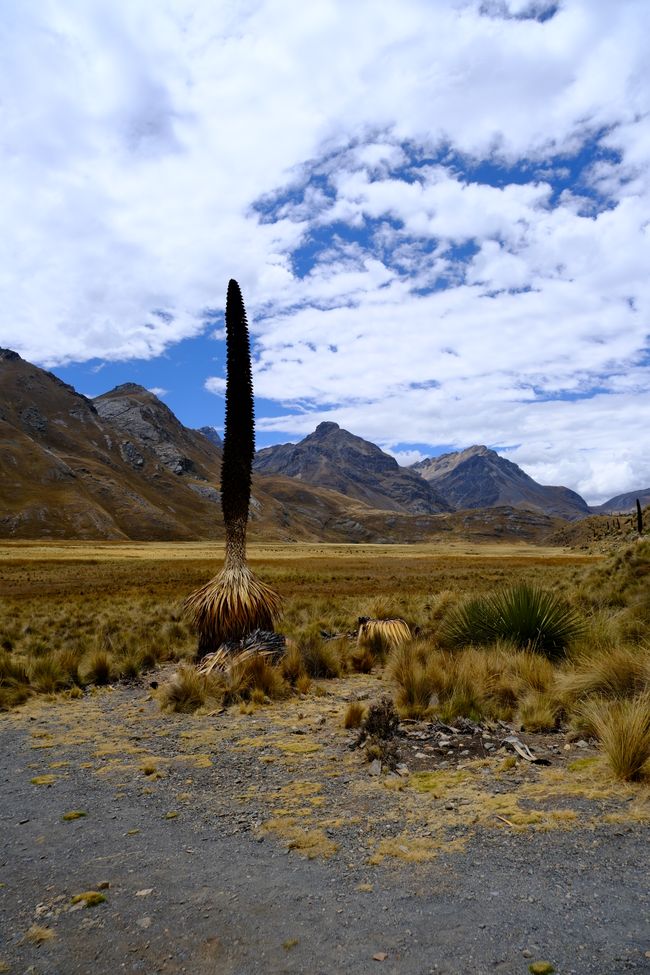 Huaraz 🦙