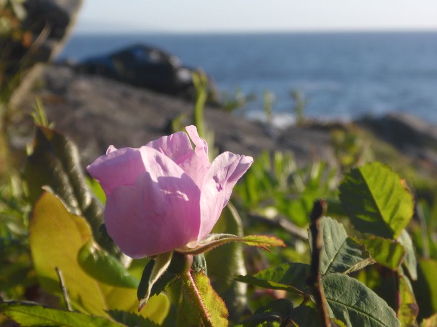 2025-05-29 Vancouver Island Cycling Tour