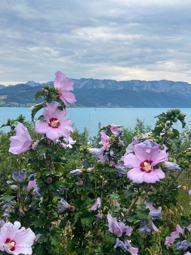 Goodbye Attersee