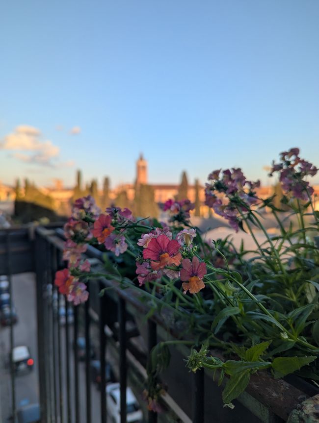 Verona 
