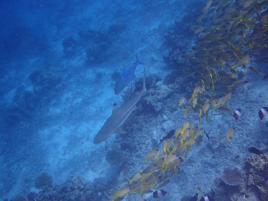 Black tipped reef shark and Bluefin jack