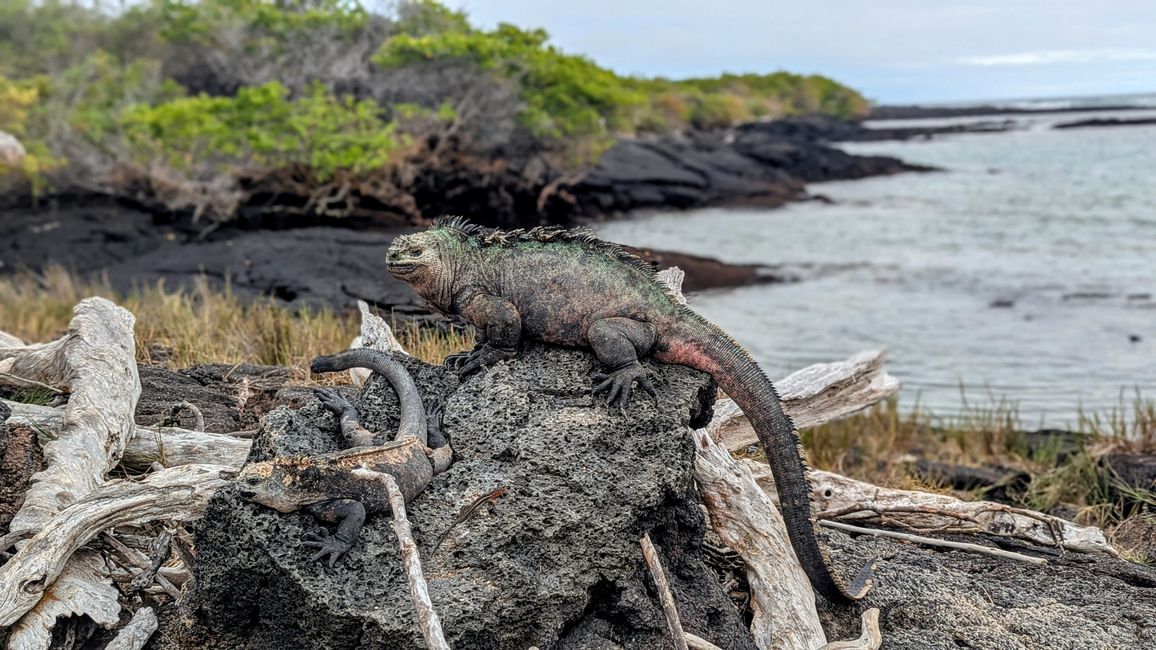 Galapagos Islands