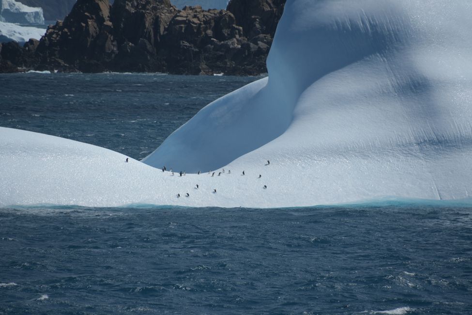 Eisberg mit Zügel- und Eselspinguinen / Iceberg with Chinstrap and Gentoo penguins