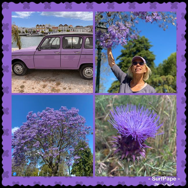 Everything purple, the Jacaranda trees, the R4 (there are still many of them in Portugal), Suzi, thistle, ...
