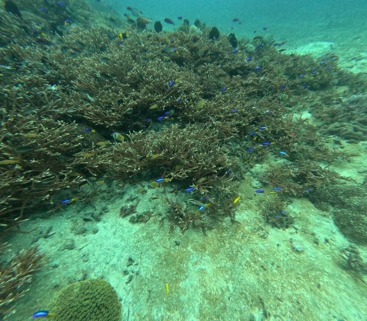 Tag 20: Il mondo sottomarino di Bali