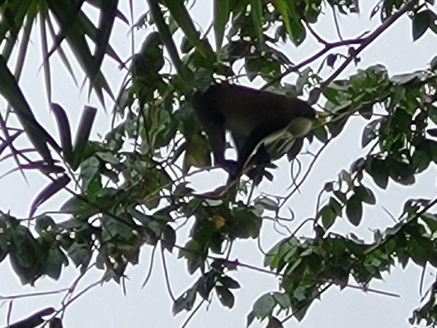 Monkey in the tree