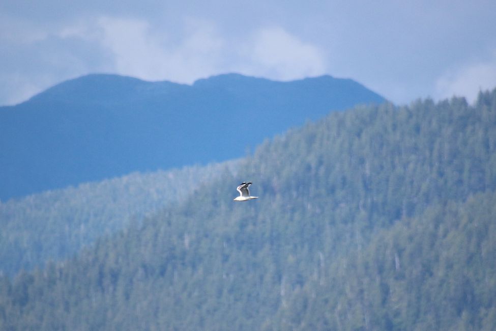 Day 13: Port Hardy - INSIDE PASSAGE  Prince Rupert