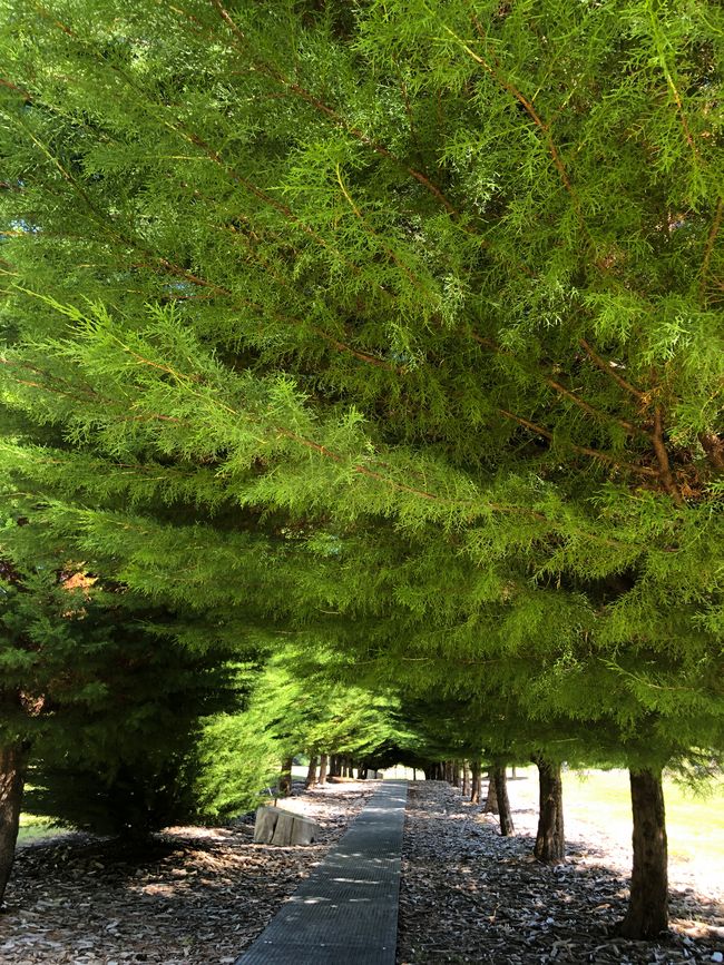 Die Allee, die zu den Gärten führt