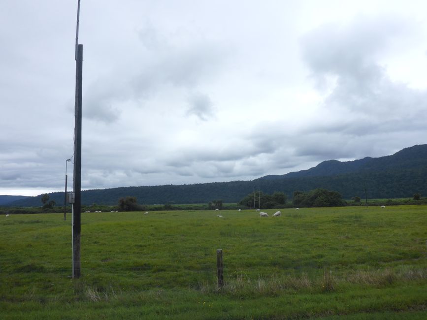 Pâturage de moutons et terrain de football