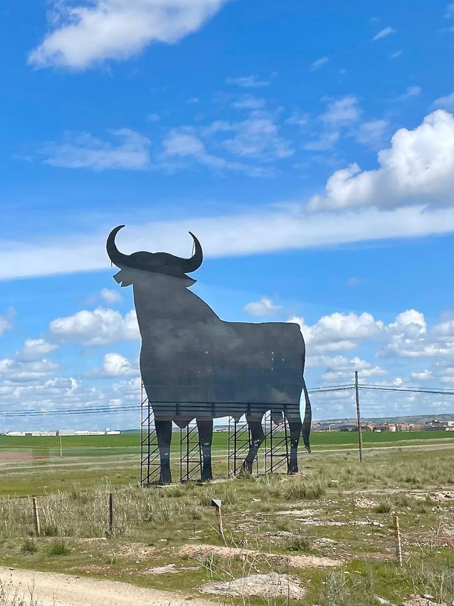 Their bull is sacred to the Spaniards.