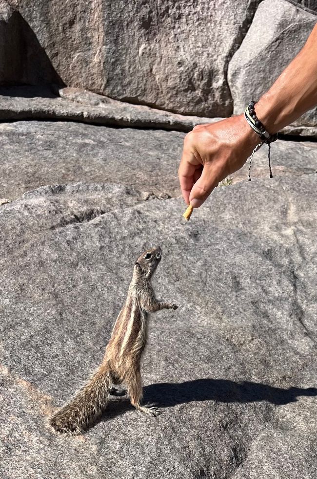 Actually, you shouldn’t feed the Atlashörnchen - but who can resist?