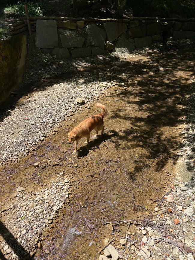 Winnie im Wasser 