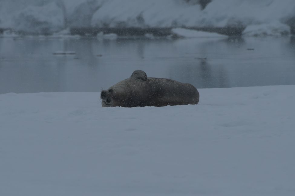 Phoque crabe / Crabeater seal