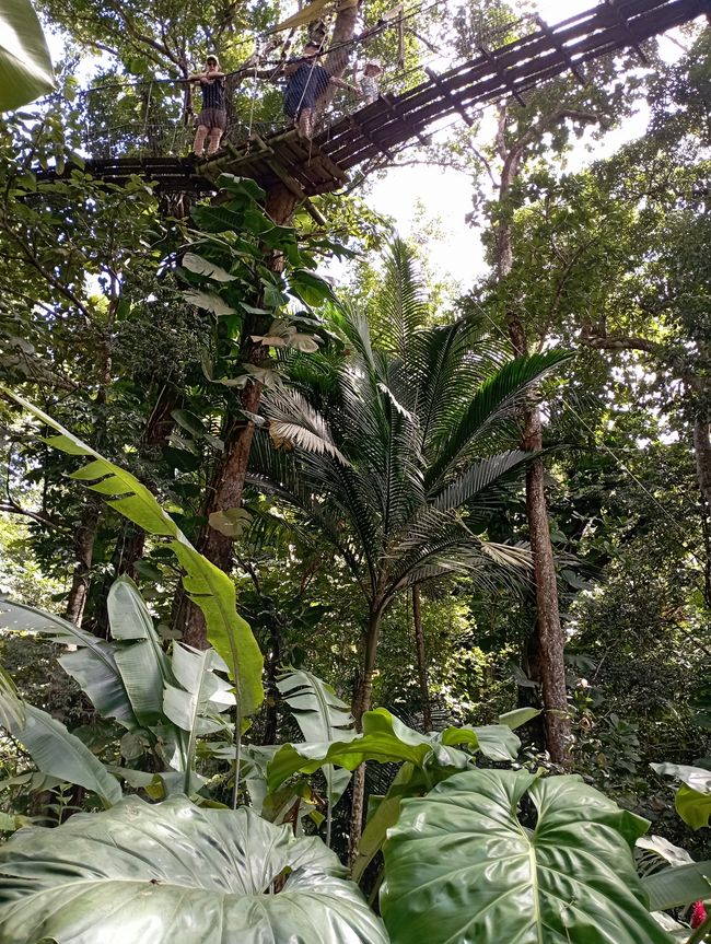 Seltene Tiere und Baumwipfelpfad im Dschungel, letzter Tag auf Guadeloupe