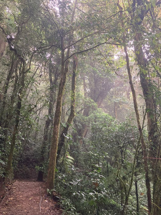 Monteverde