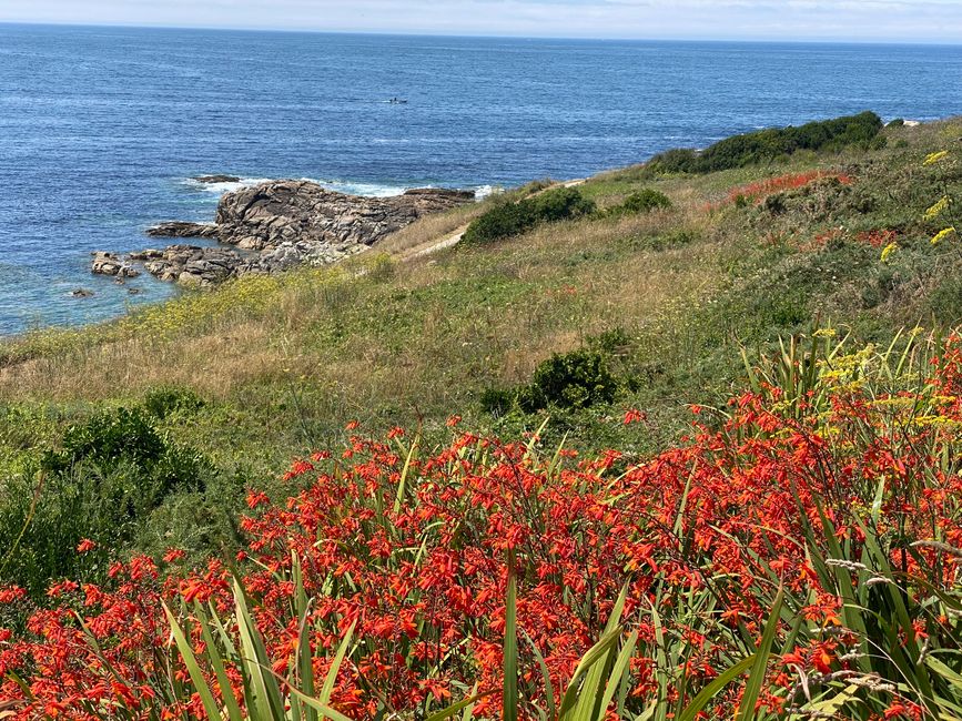 ...and Montbretia grows