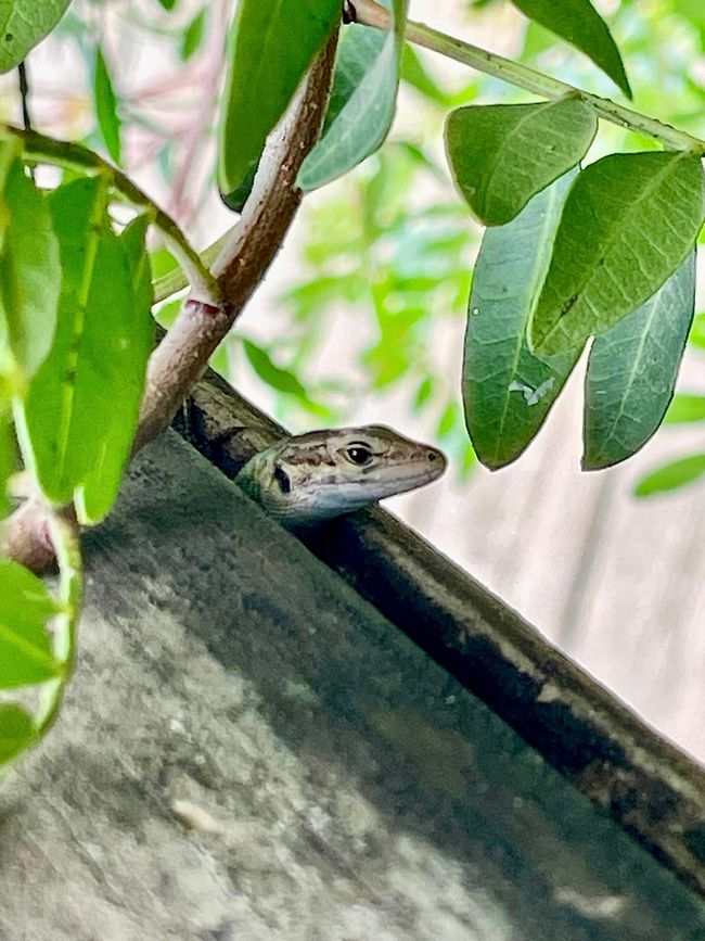 Eine Eidechse, die in einer Astspalte Schutz vor dem Regen sucht.