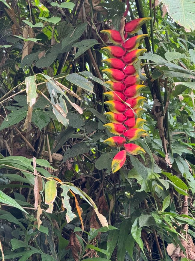 Parque National de Manu