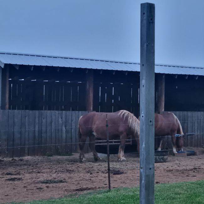Pferde in Jonesville