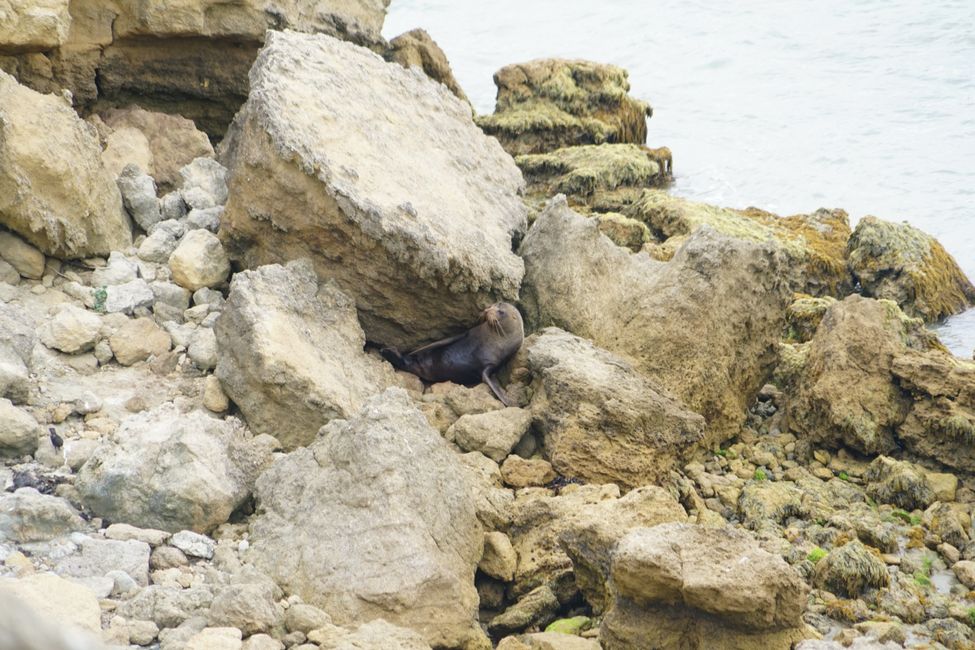 Palmerston North - Castlepoint