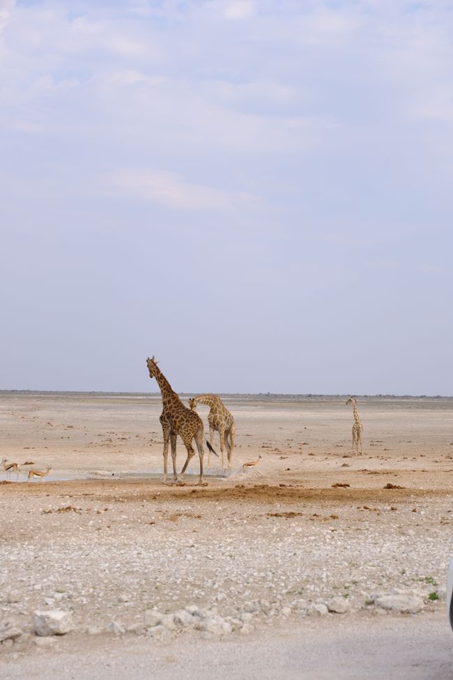 Etosha National Park 🐘🦒