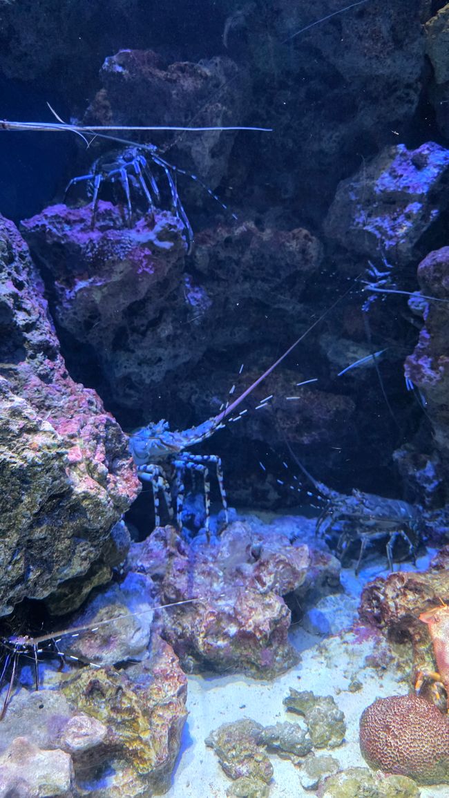 Okinawa Nuchi du takara (Life is the very thing we treasure)