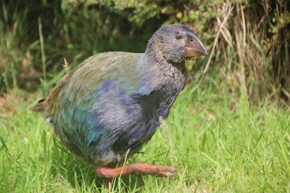 The Star: Takahe ca. 5 month old