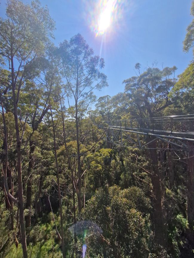 Tree Top Walk