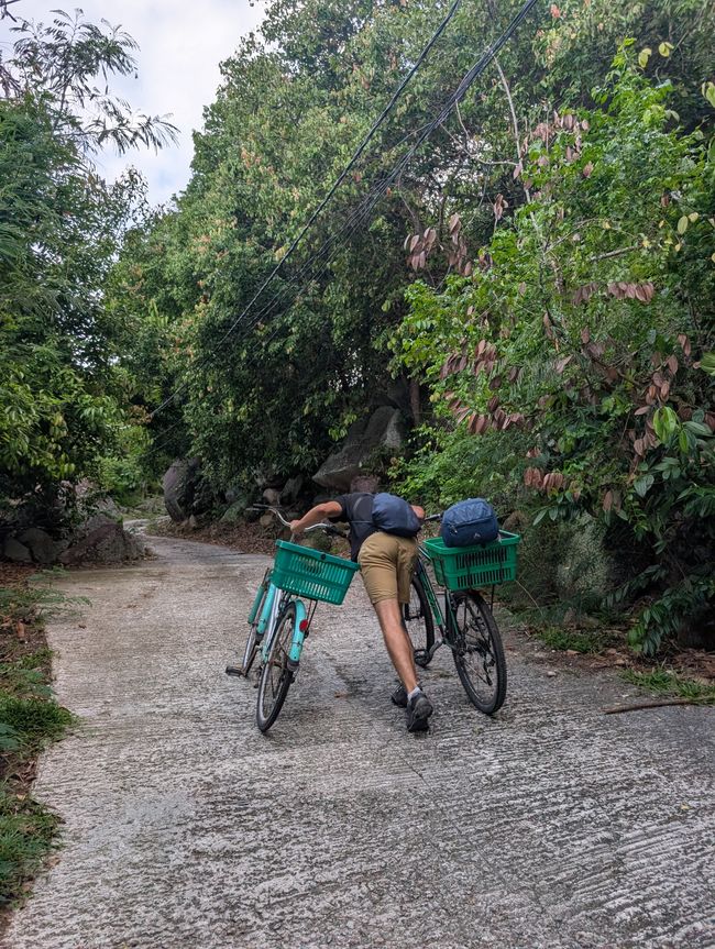 Dream Cove & Mosquito Invasion🦟🦟🦟