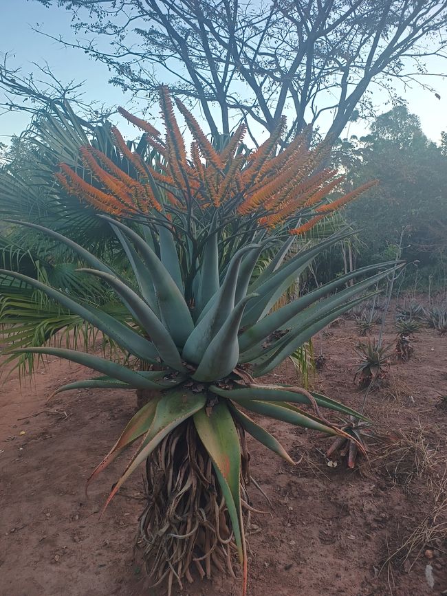 Botanischer Garten in Gondola