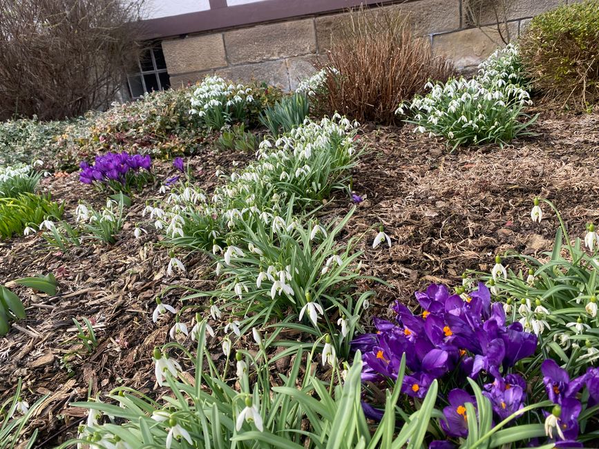 Hier blühlen noch die Schneeglöckchen