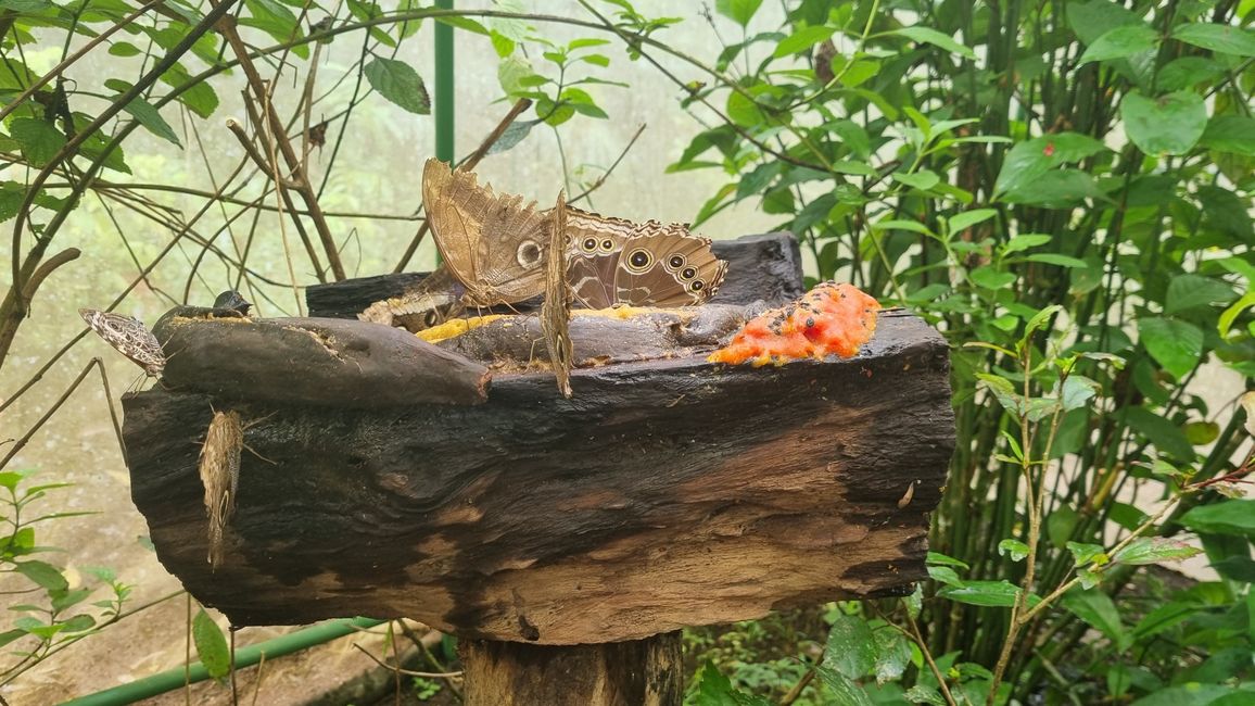 Jungle Life Costa Rica-
Rainforest Tour