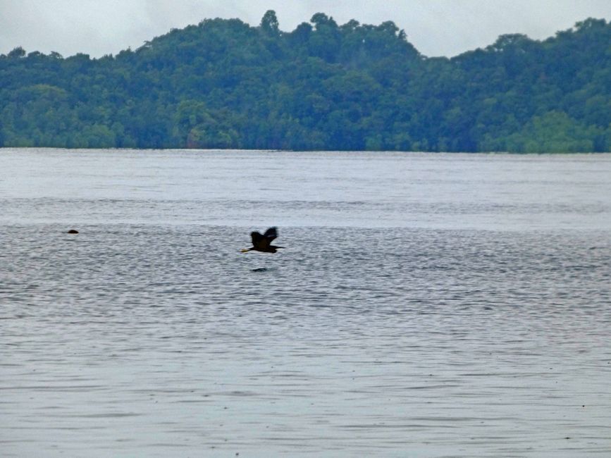 Misool, Nuova Guinea occidentale, Indonesia, escursione in Zodiac