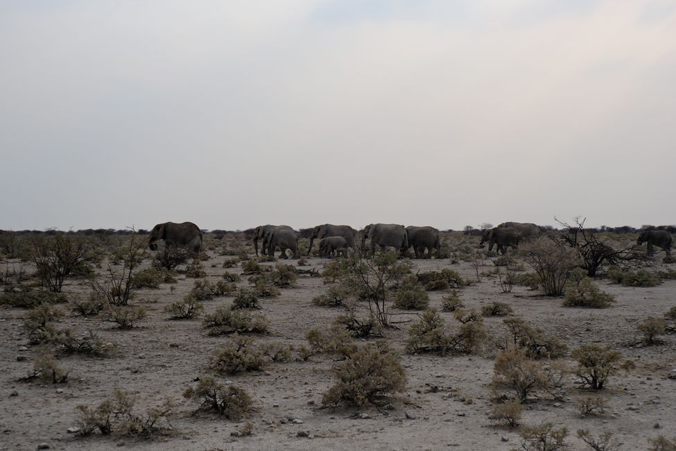 Ethosa Nationalpark 🐘🦒