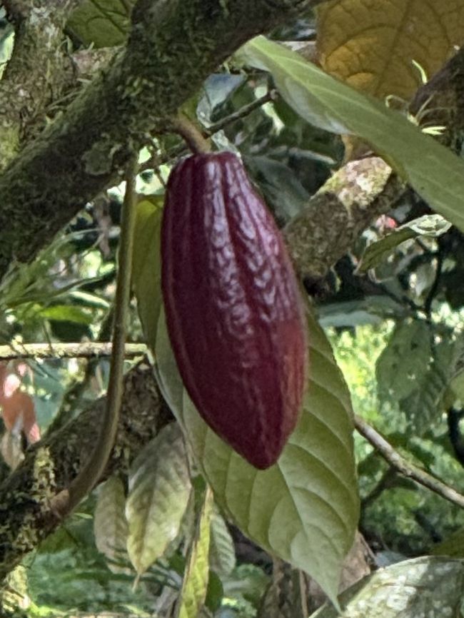 博客 12:正在进行中 Finca Amistad 可可与火山区国家公园