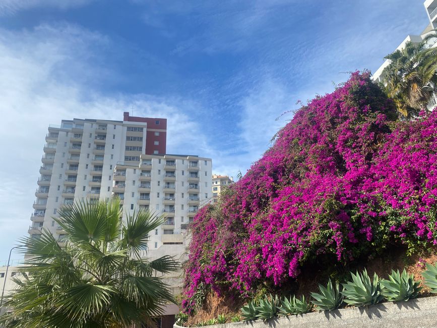 Tolle Blumenwand und ein weiteres Hotel