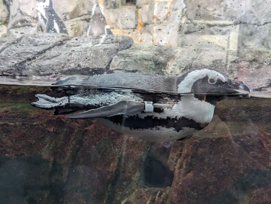 Aquarium de Monterey