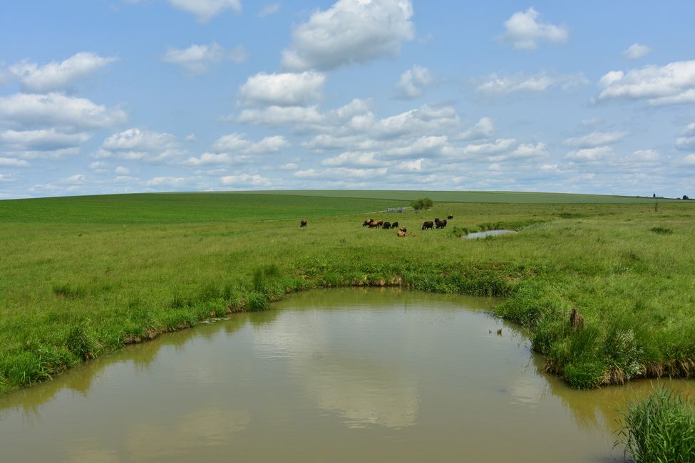 * * * S E C H T A S A F A R I - der Auerochsenweg
bei Bopfingen * * *