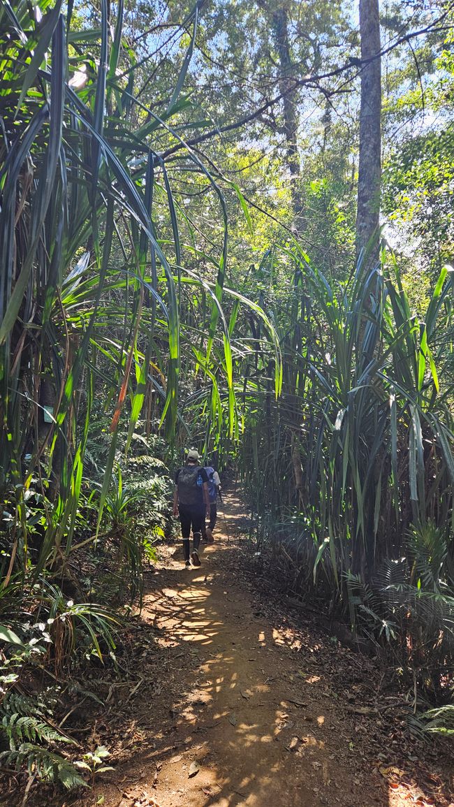 Caminata hacia el Gunung Rinjani